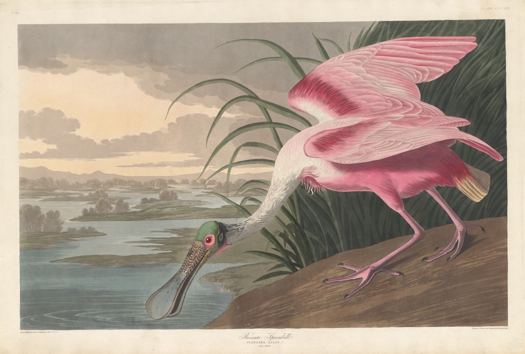 Roseate Spoonbill by John James Audubon